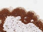 c-Fos Antibody in Immunohistochemistry (Paraffin) (IHC (P))