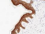 FXR1 Antibody in Immunohistochemistry (Paraffin) (IHC (P))