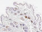 FXR1 Antibody in Immunohistochemistry (Paraffin) (IHC (P))