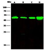 HAT1 Antibody in Western Blot (WB)