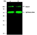 HDAC4 Antibody in Immunoprecipitation (IP)