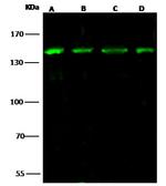 HDAC4 Antibody in Western Blot (WB)