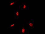 HEXIM1 Antibody in Immunocytochemistry (ICC/IF)