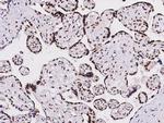 HEXIM1 Antibody in Immunohistochemistry (Paraffin) (IHC (P))