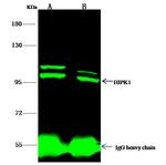 HIPK1 Antibody in Immunoprecipitation (IP)