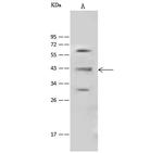 HOMER1 Antibody in Western Blot (WB)