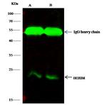 HOXB8 Antibody in Immunoprecipitation (IP)