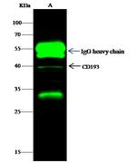 MEK3 Antibody in Immunoprecipitation (IP)