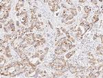 p38 MAPK beta Antibody in Immunohistochemistry (Paraffin) (IHC (P))