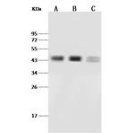 PAX2 Antibody in Western Blot (WB)