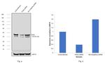 PAX2 Antibody in Western Blot (WB)