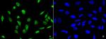 PDCD4 Antibody in Immunocytochemistry (ICC/IF)