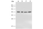 PPP1R8 Antibody in Western Blot (WB)