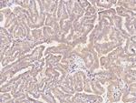 Phospho-PACT (Ser246) Antibody in Immunohistochemistry (Paraffin) (IHC (P))