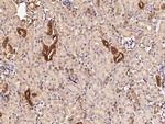 RARB Antibody in Immunohistochemistry (Paraffin) (IHC (P))