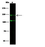 p130 Antibody in Western Blot (WB)