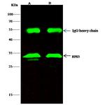 RPS3 Antibody in Immunoprecipitation (IP)