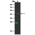 SIAH2 Antibody in Western Blot (WB)