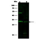 Syntaxin 6 Antibody in Western Blot (WB)