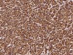 TRAF3 Antibody in Immunohistochemistry (Paraffin) (IHC (P))