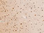 TRAF3 Antibody in Immunohistochemistry (Paraffin) (IHC (P))