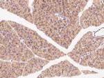 TRAF3 Antibody in Immunohistochemistry (Paraffin) (IHC (P))