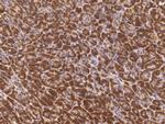 BRE Antibody in Immunohistochemistry (Paraffin) (IHC (P))