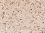 BRE Antibody in Immunohistochemistry (Paraffin) (IHC (P))