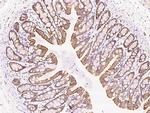 MCTS1 Antibody in Immunohistochemistry (Paraffin) (IHC (P))