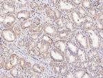 METAP2 Antibody in Immunohistochemistry (Paraffin) (IHC (P))