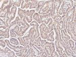 METAP2 Antibody in Immunohistochemistry (Paraffin) (IHC (P))