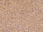 Neuropilin 1 Antibody in Immunohistochemistry (Paraffin) (IHC (P))