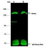 UBE4A Antibody in Immunoprecipitation (IP)