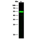 GLUT4 Antibody in Western Blot (WB)