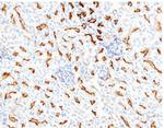 CD13 Antibody in Immunohistochemistry (Paraffin) (IHC (P))