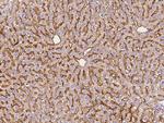 ASGR1 Antibody in Immunohistochemistry (Paraffin) (IHC (P))