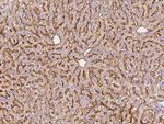 ASGR1 Antibody in Immunohistochemistry (Paraffin) (IHC (P))