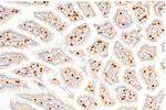 Carbonic Anhydrase II Antibody in Immunohistochemistry (Paraffin) (IHC (P))