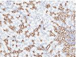 Carbonic Anhydrase II Antibody in Immunohistochemistry (Paraffin) (IHC (P))