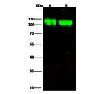 B7-H3 Antibody in Western Blot (WB)