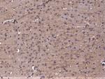 CD59 Antibody in Immunohistochemistry (Paraffin) (IHC (P))