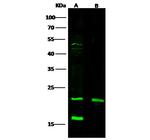 CRP Antibody in Western Blot (WB)