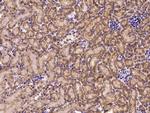 CXCL9 Antibody in Immunohistochemistry (Paraffin) (IHC (P))