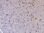 Ephrin A3 Antibody in Immunohistochemistry (Paraffin) (IHC (P))