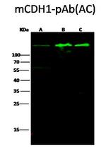 E-cadherin Antibody in Western Blot (WB)