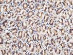 Growth Hormone Receptor Antibody in Immunohistochemistry (Paraffin) (IHC (P))