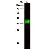 A33 Antibody in Western Blot (WB)