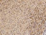 IL36B Antibody in Immunohistochemistry (Paraffin) (IHC (P))