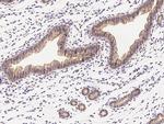 IL1R1 Antibody in Immunohistochemistry (Paraffin) (IHC (P))