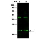 IL-5 Antibody in Western Blot (WB)